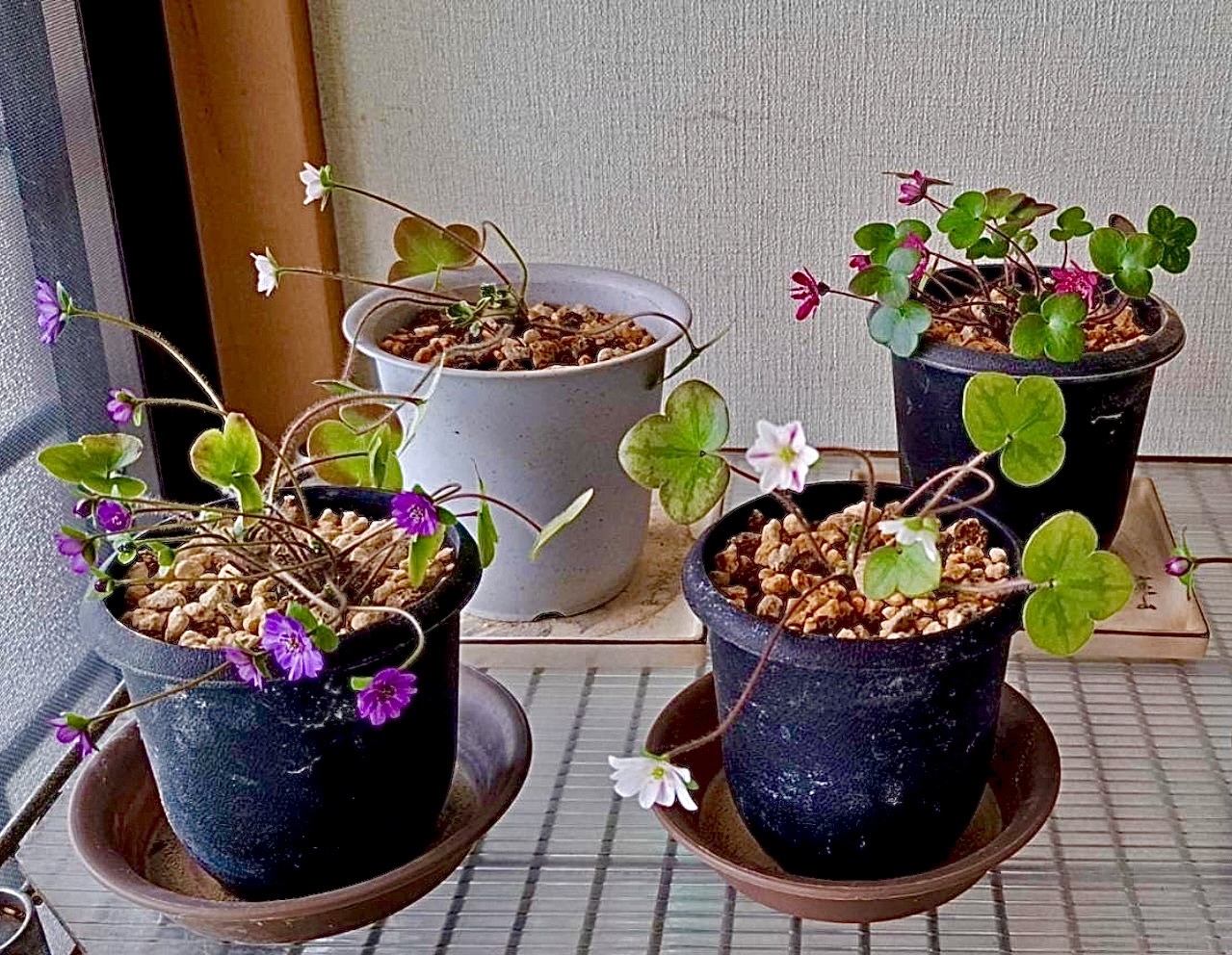 雪割草 大賞受賞花の美歳の春からの実生初花品です